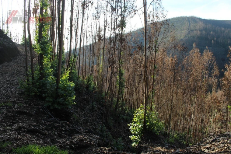 Terreno para Venda em Arouca e Burgo Foto 7