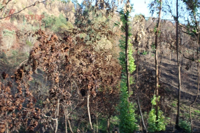 Terreno para Venda em Canelas e Espiunca Foto 6