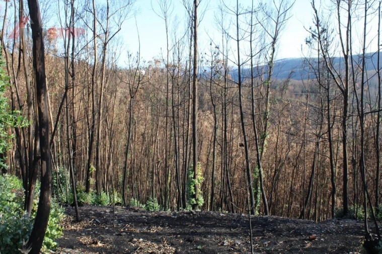 Terreno para Venda em Canelas e Espiunca Foto 2