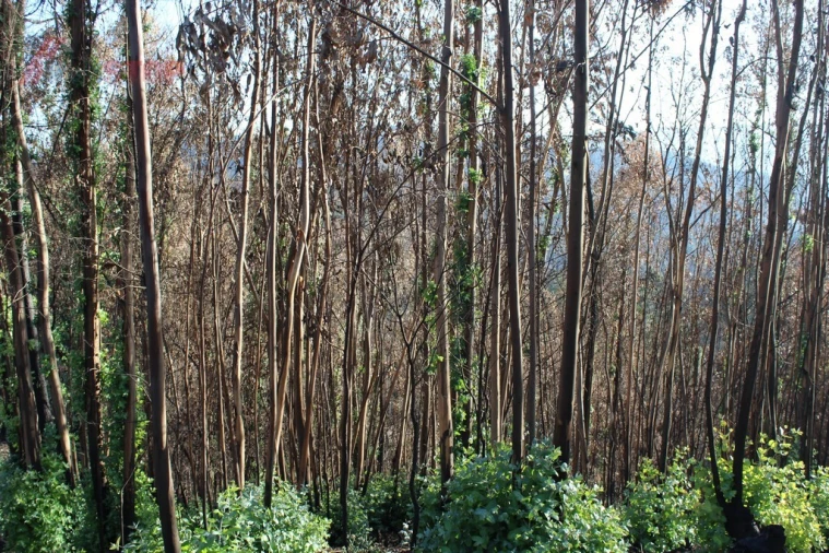Terreno para Venda em Canelas e Espiunca Foto 7