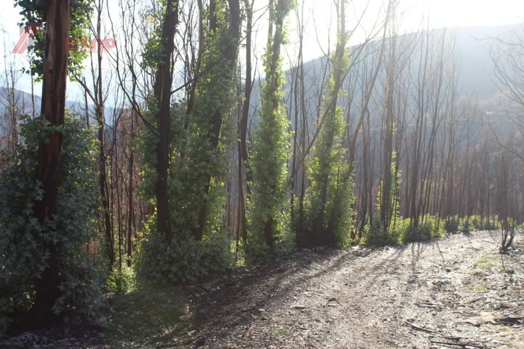 Terreno para Venda em Canelas e Espiunca