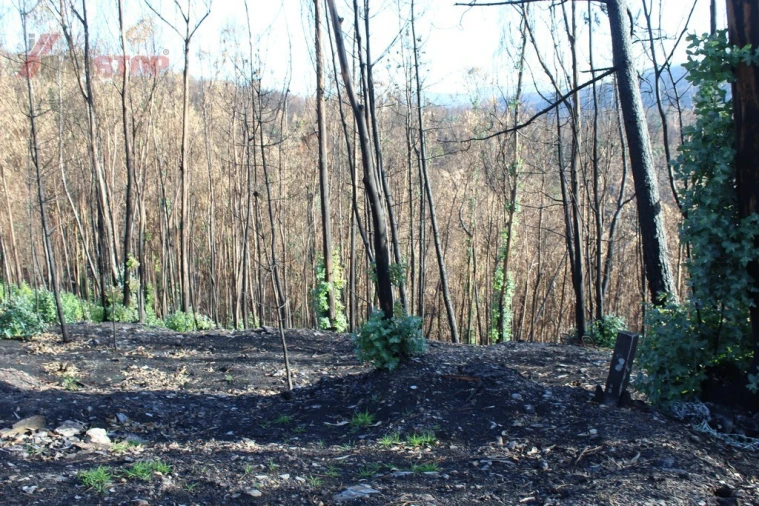 Terreno para Venda em Canelas e Espiunca Foto 4
