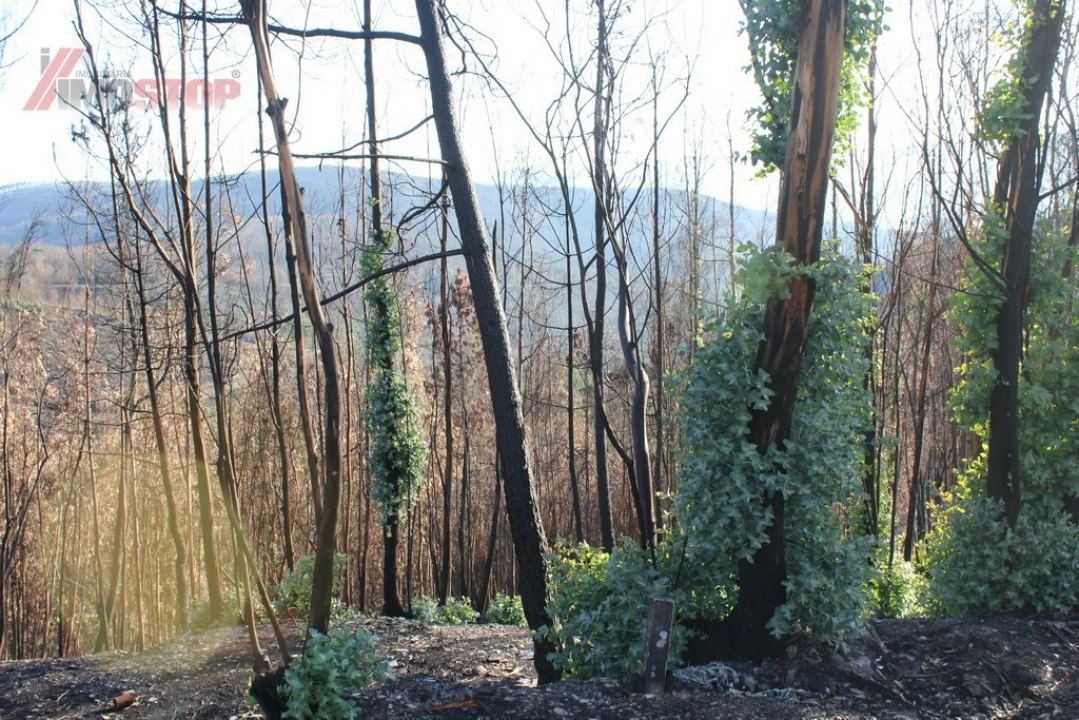 Terreno para Venda em Canelas e Espiunca Foto 3