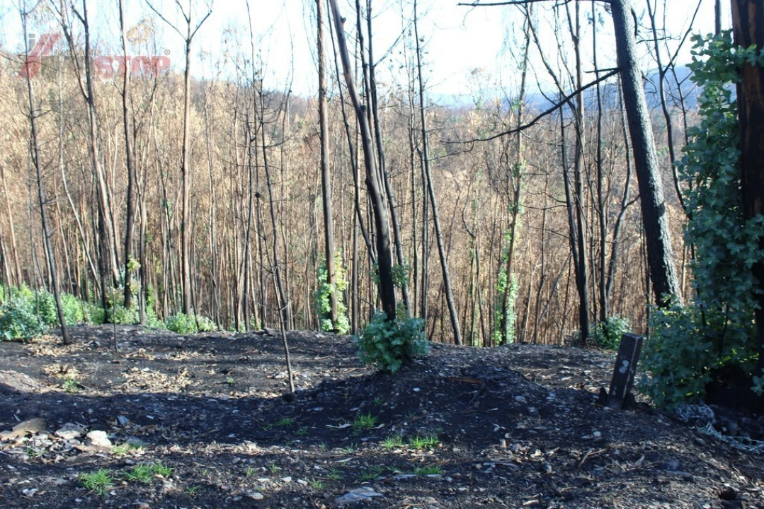 Terreno para Venda em Canelas e Espiunca Foto 4