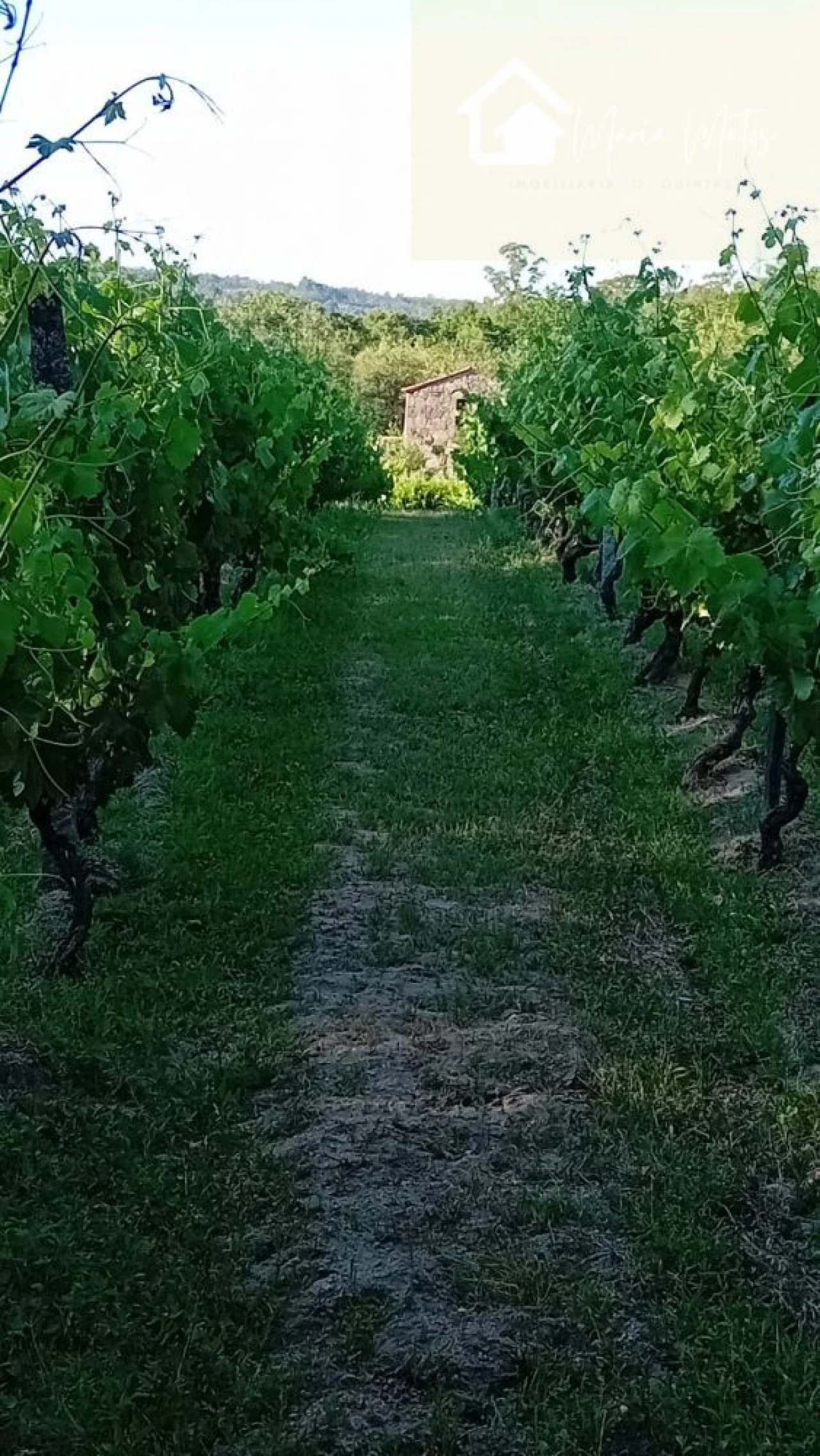Terreno para Venda em Lusinde Foto 8