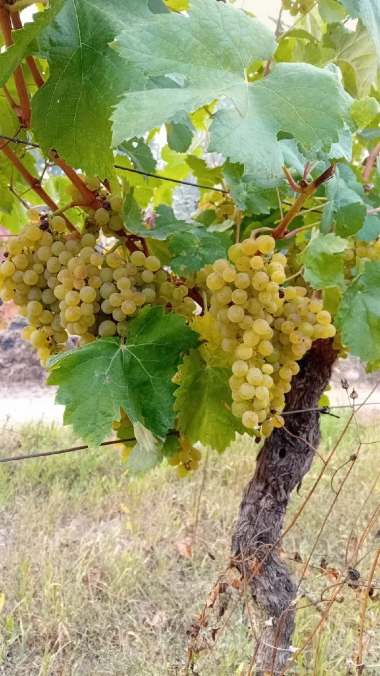 Terreno para Venda em Lusinde Foto 14