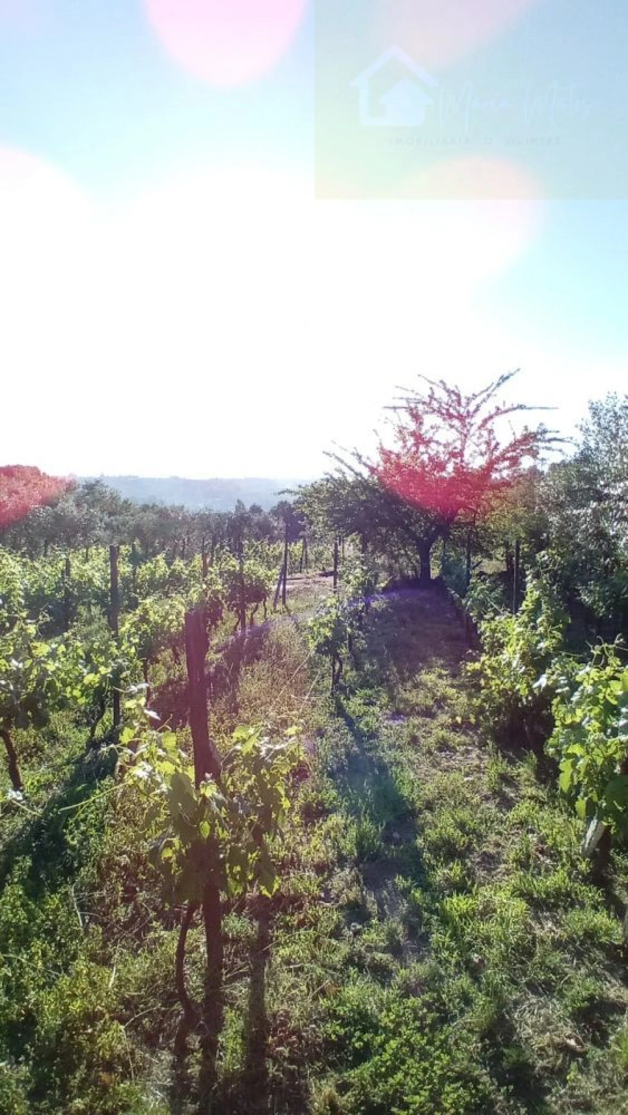 Terreno para Venda em Lusinde Foto 11