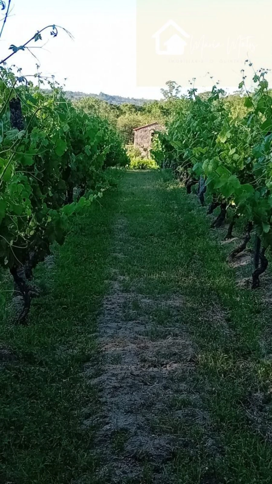 Terreno para Venda em Lusinde Foto 8