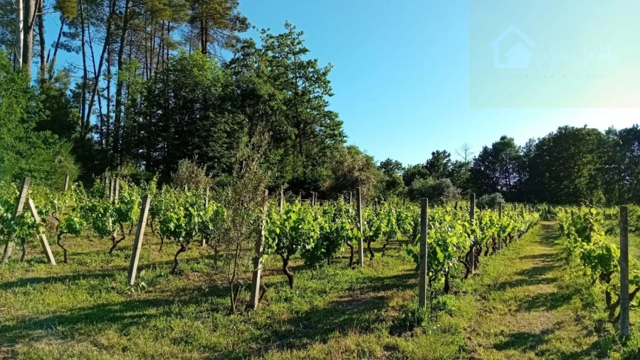 Terreno para Venda em Lusinde Foto 7