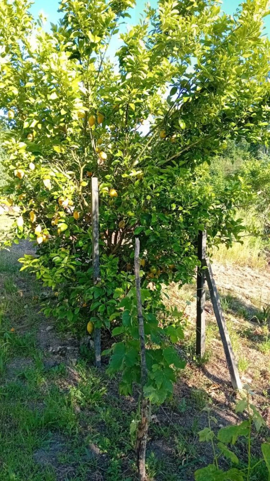 Terreno para Venda em Lusinde Foto 12
