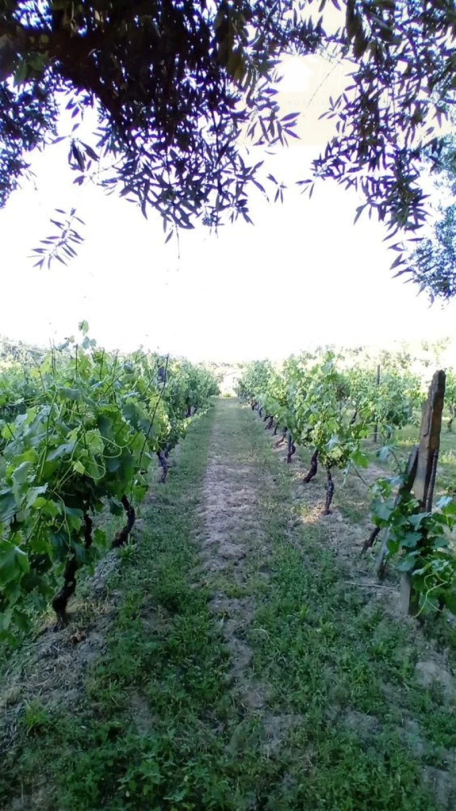 Terreno para Venda em Lusinde Foto 2