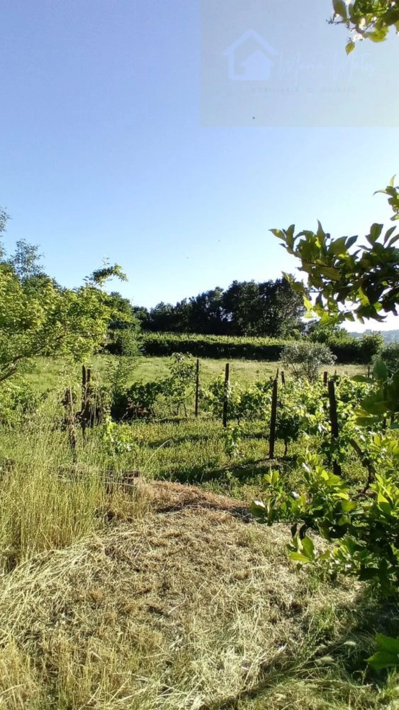 Terreno para Venda em Lusinde Foto 15