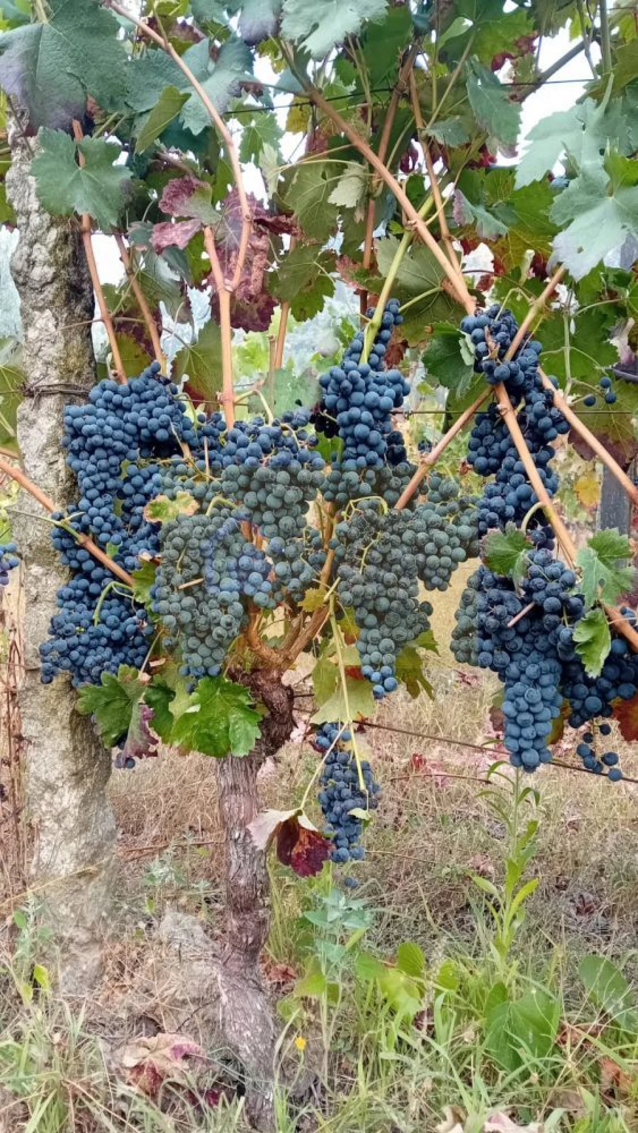 Terreno para Venda em Lusinde Foto 10