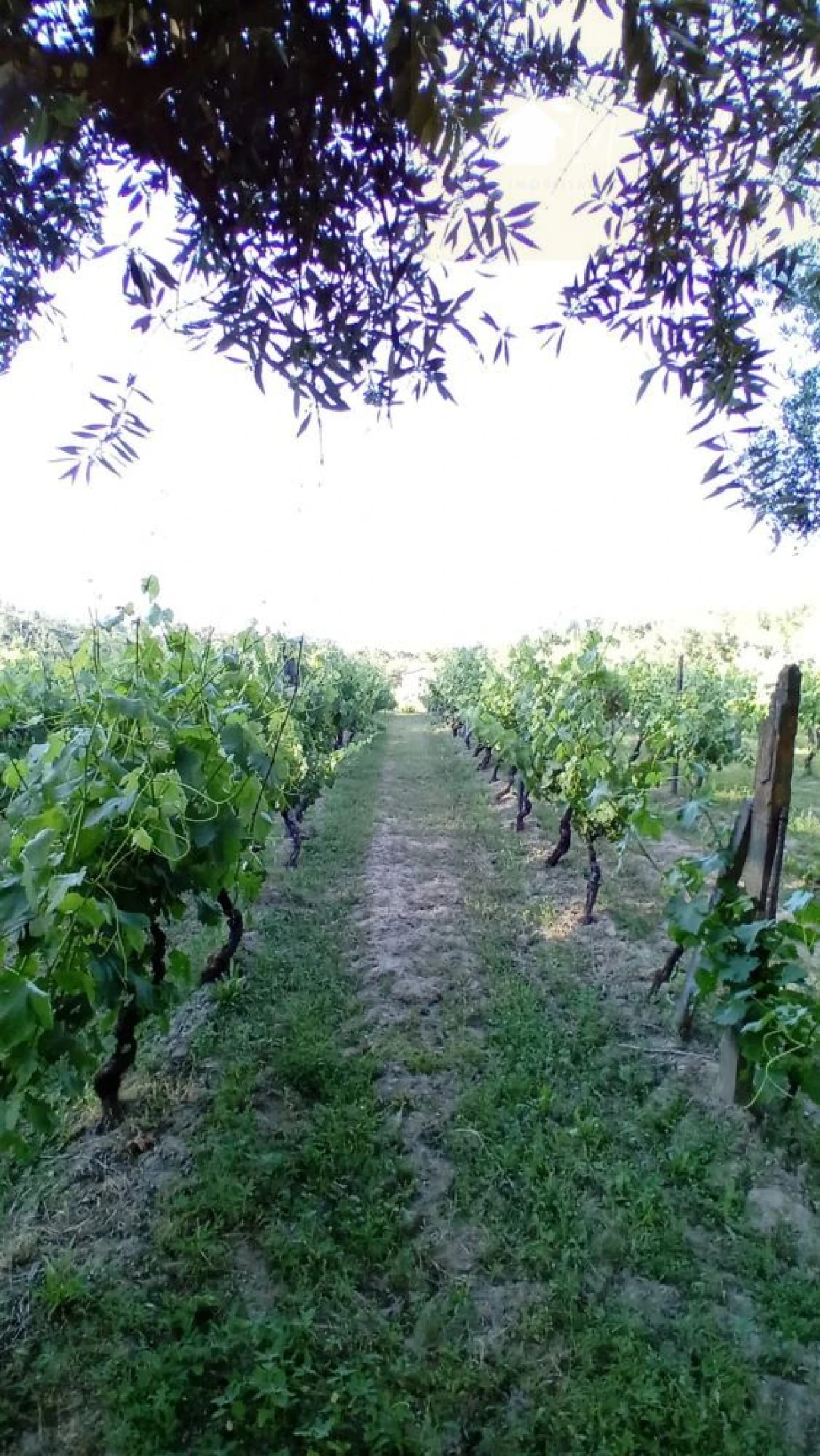 Terreno para Venda em Lusinde Foto 2