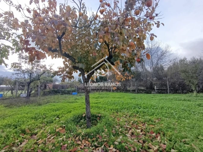 Terreno para Venda em Alcains Foto 5