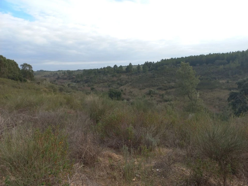 Terreno para Venda em Castelo Branco Foto 8