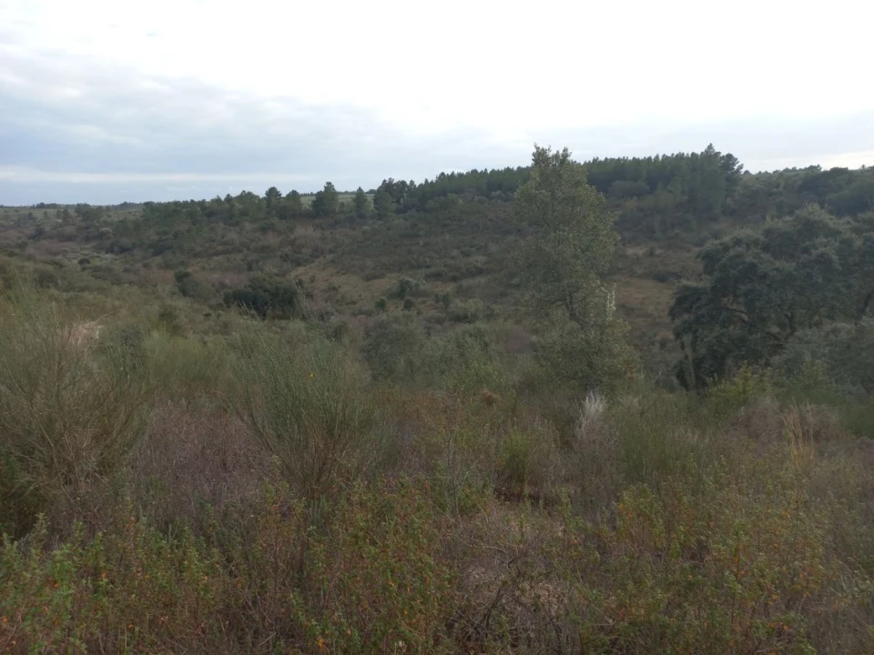 Terreno para Venda em Castelo Branco Foto 3