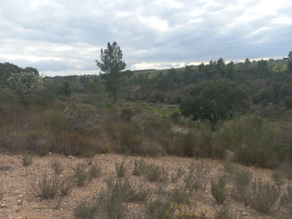 Terreno para Venda em Castelo Branco Foto 1