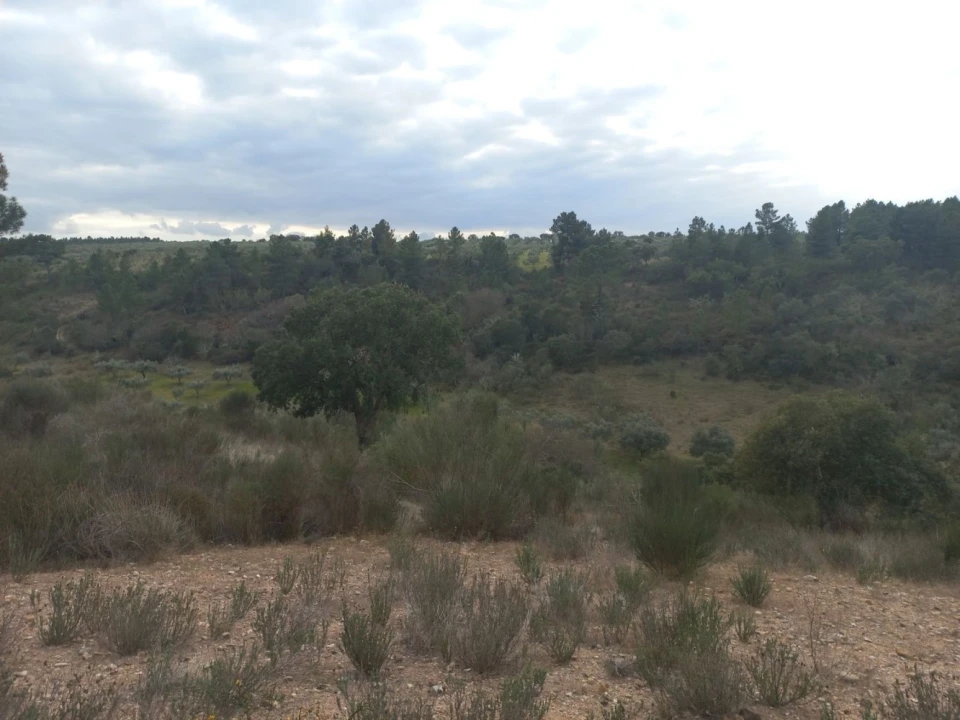 Terreno para Venda em Castelo Branco Foto 4