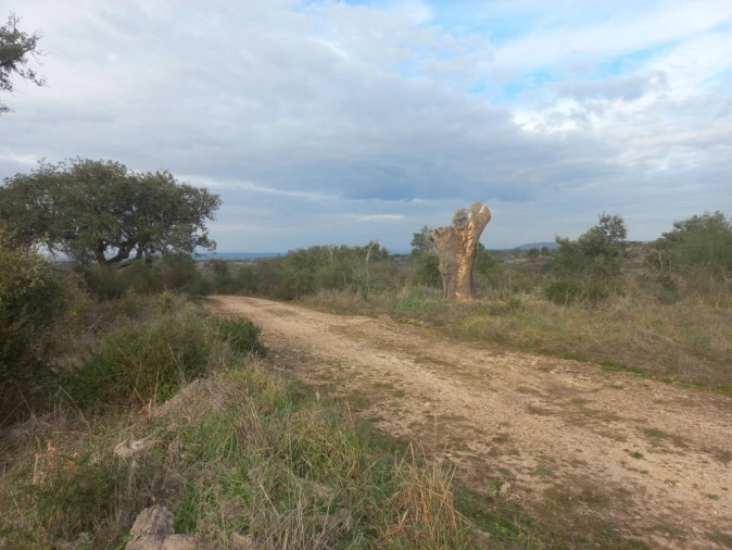 Terreno para Venda em Castelo Branco Foto 2