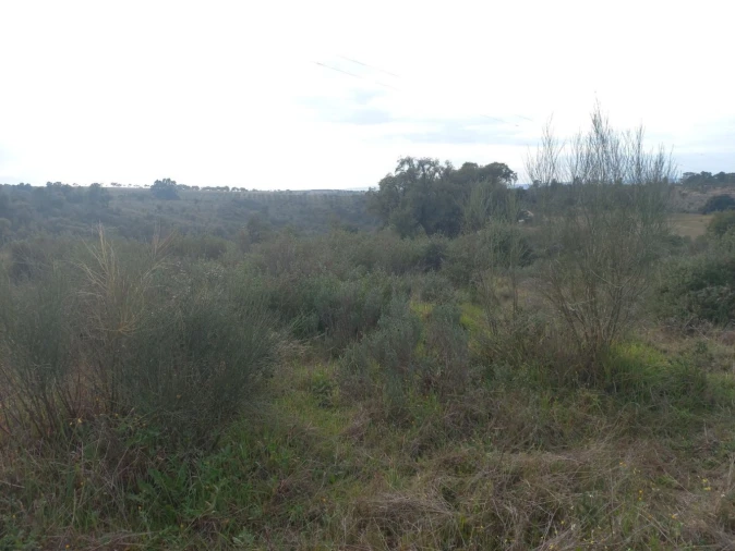 Terreno para Venda em Castelo Branco Foto 12