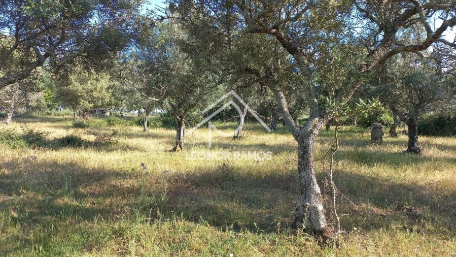 Terreno para Venda em Alcains Foto 3