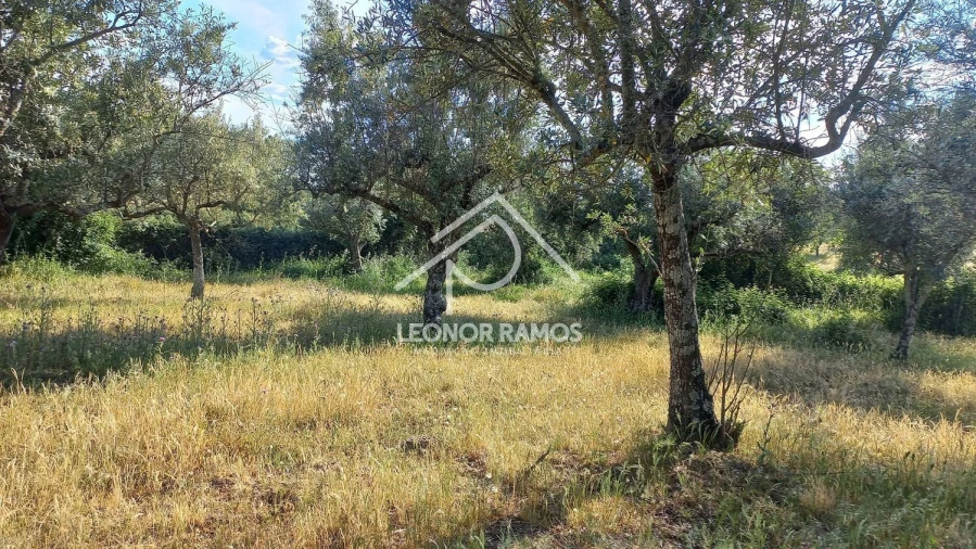 Terreno para Venda em Alcains Foto 6