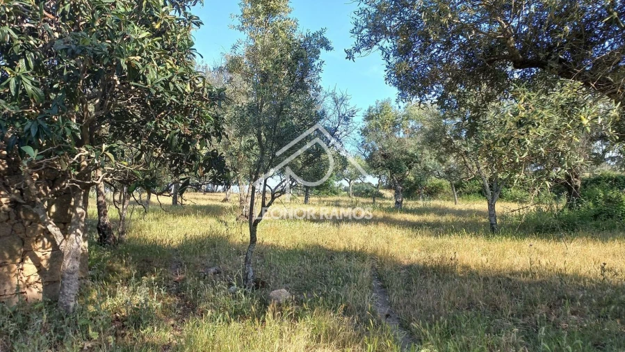 Terreno para Venda em Alcains Foto 11