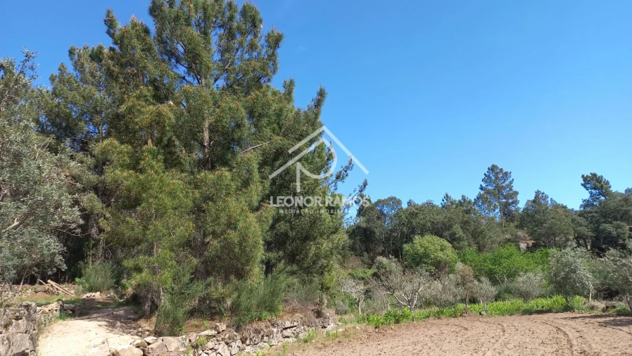 Terreno para Venda em São Vicente da Beira Foto 9