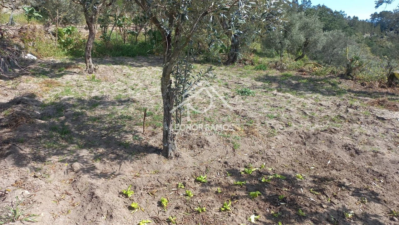 Terreno para Venda em São Vicente da Beira Foto 6