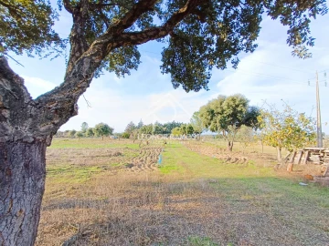 Terreno para Venda em Castelo Branco