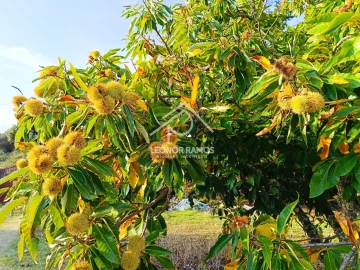 Terreno para Venda em Castelo Branco