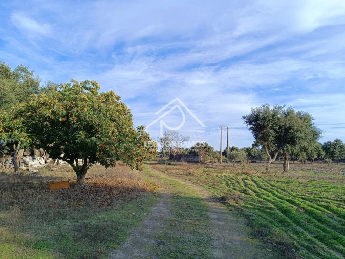 Terreno para Venda em Castelo Branco Foto 2