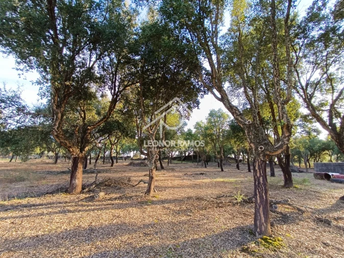 Terreno para Venda em Castelo Branco Foto 13