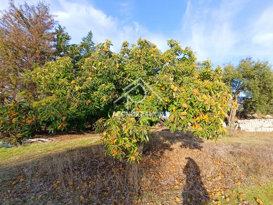 Terreno para Venda em Castelo Branco Foto 6