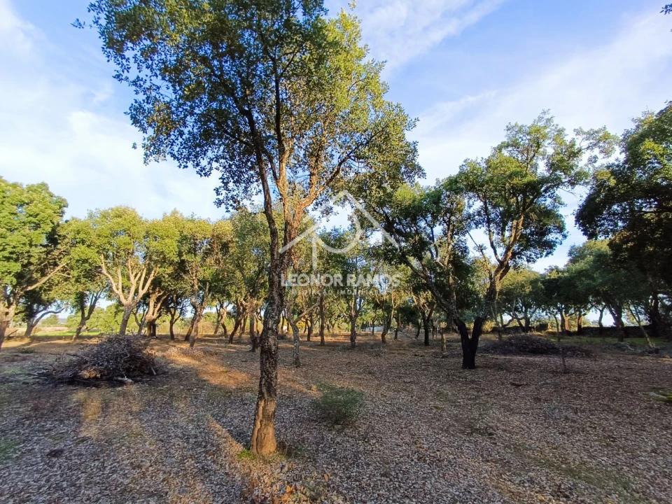 Terreno para Venda em Castelo Branco Foto 16