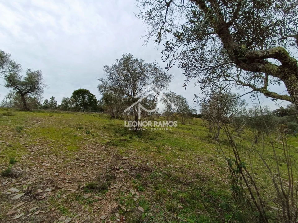 Terreno para Venda em Benquerenças Foto 9