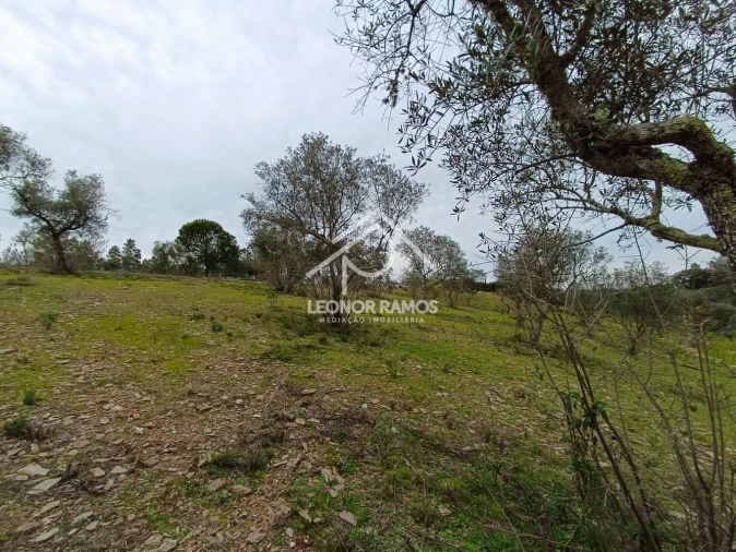 Terreno para Venda em Benquerenças Foto 9