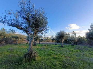 Terreno para Venda em Salgueiro do Campo
