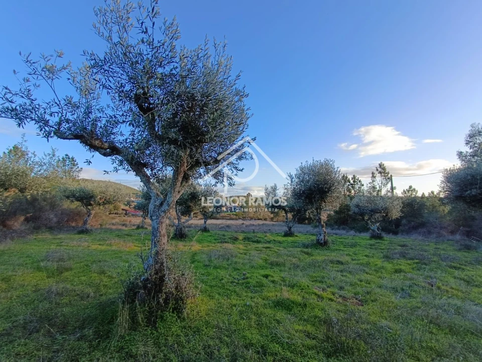 Terreno para Venda em Salgueiro do Campo Foto 1