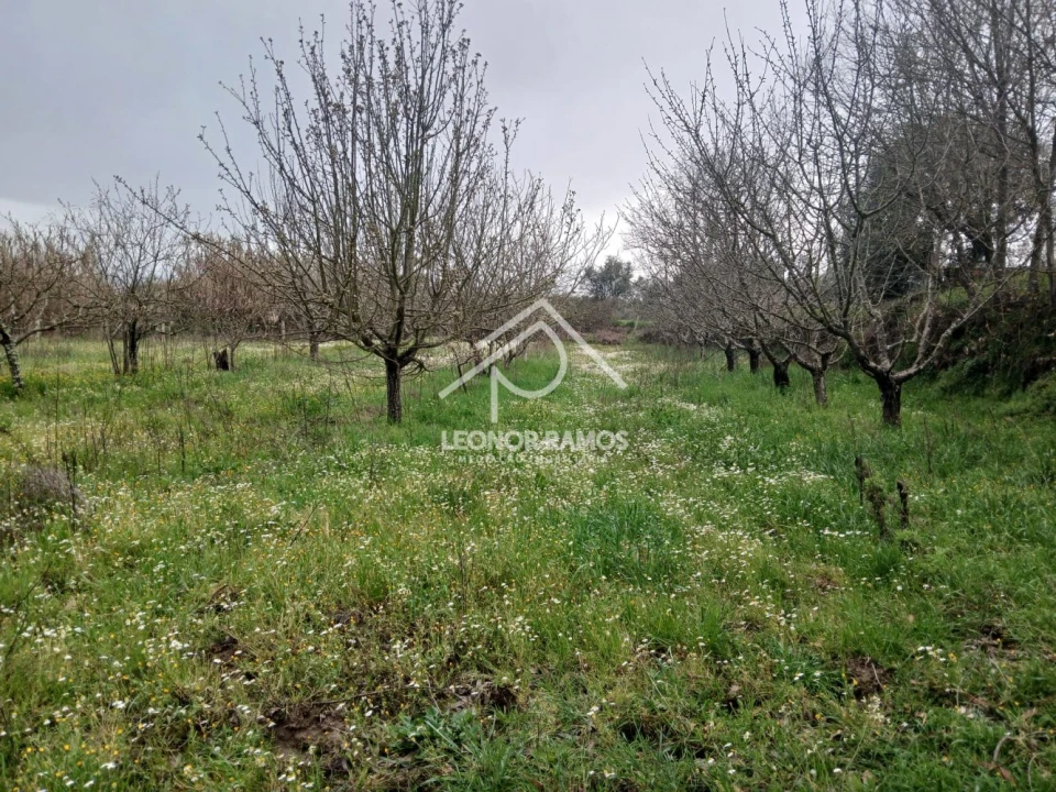 Quinta T0 para Venda em Capinha Foto 3