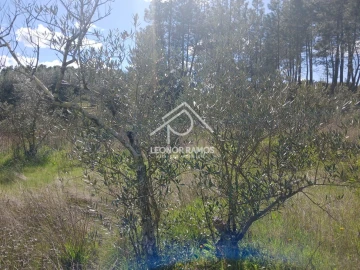 Terreno para Venda em Sarzedas