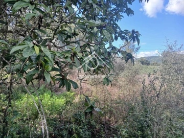 Terreno para Venda em Sarzedas