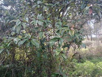 Terreno para Venda em Sarzedas