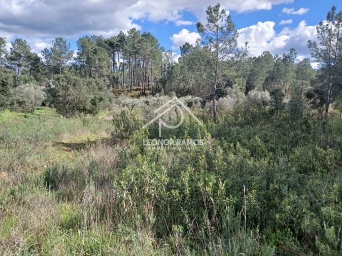 Terreno para Venda em Sarzedas Foto 4