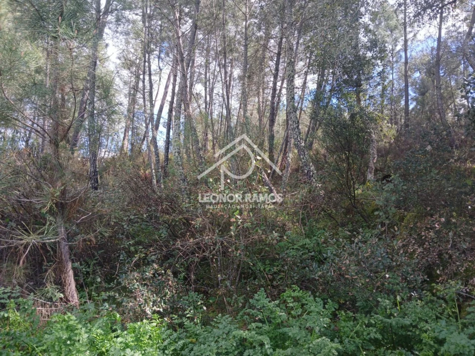 Terreno para Venda em Sarzedas Foto 6