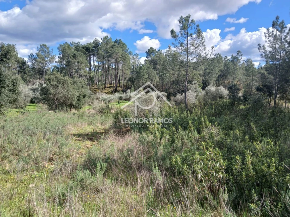 Terreno para Venda em Sarzedas Foto 3
