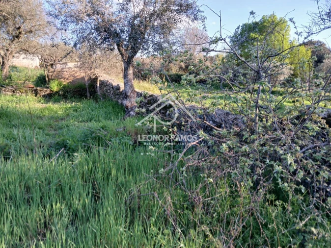 Terreno para Venda em Idanha-A-Nova e Alcafozes Foto 33