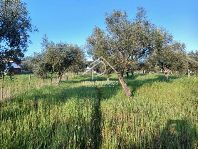 Terreno para Venda em Idanha-A-Nova e Alcafozes Foto 4