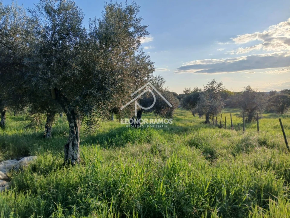 Terreno para Venda em Idanha-A-Nova e Alcafozes Foto 3